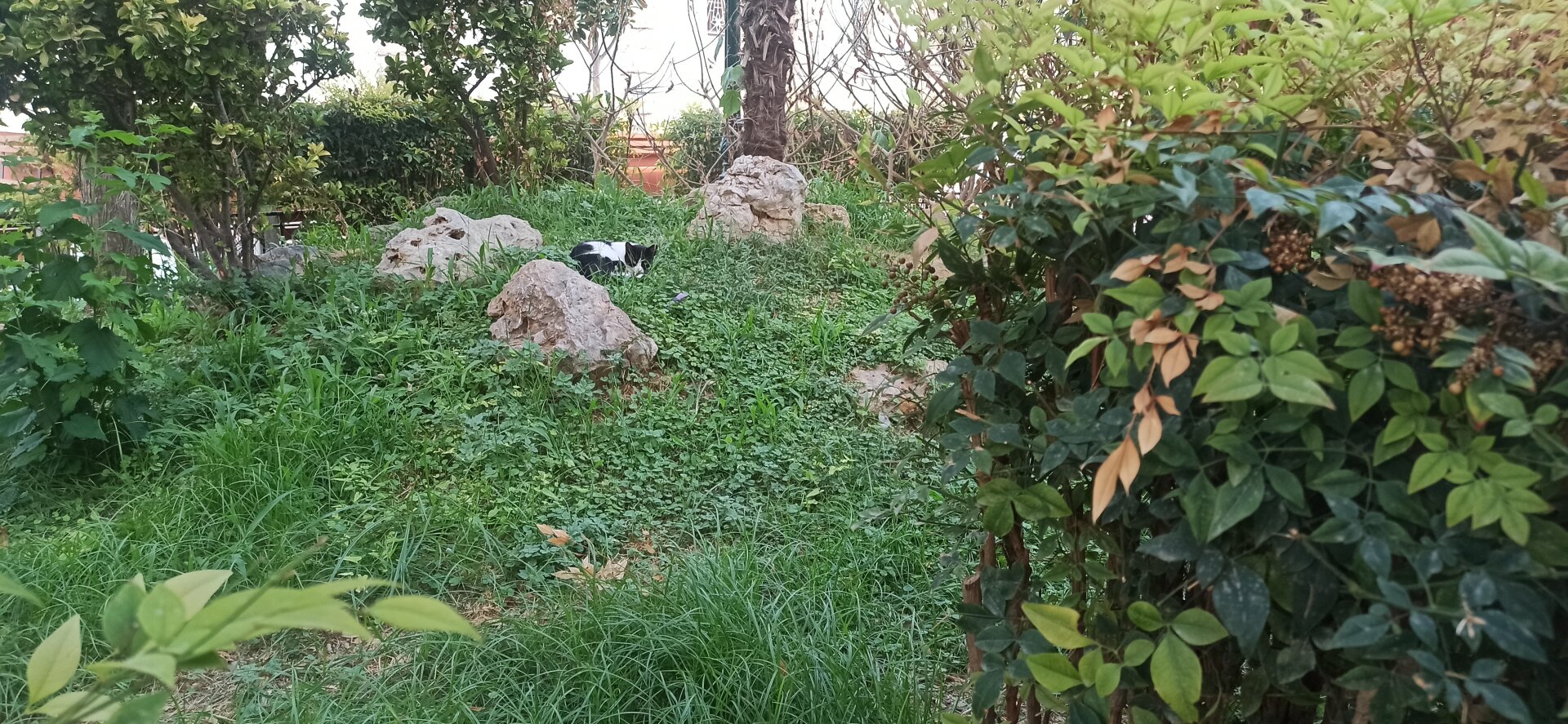 A small cat sleeping on a small hill amongst green plants.