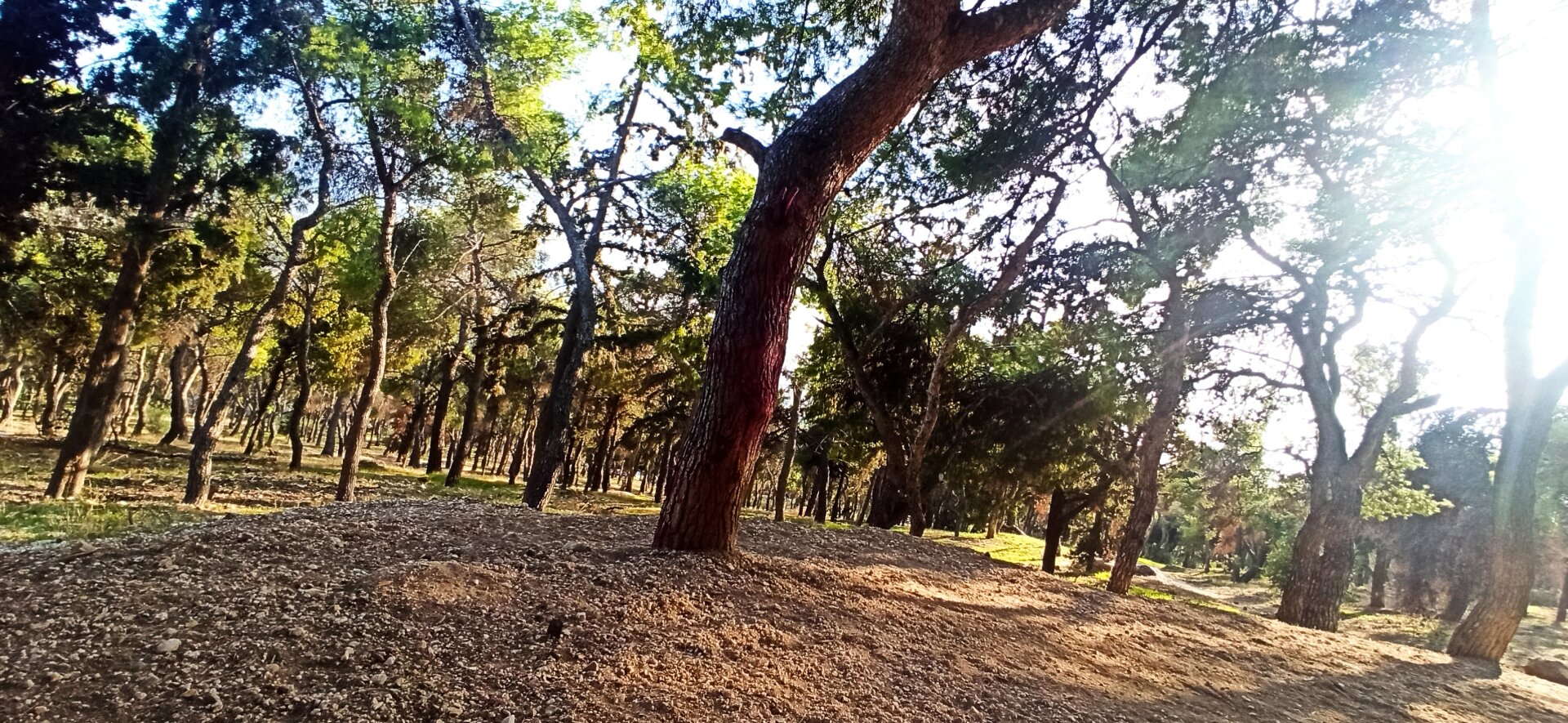 A photo taken on the ground level of a small forest.