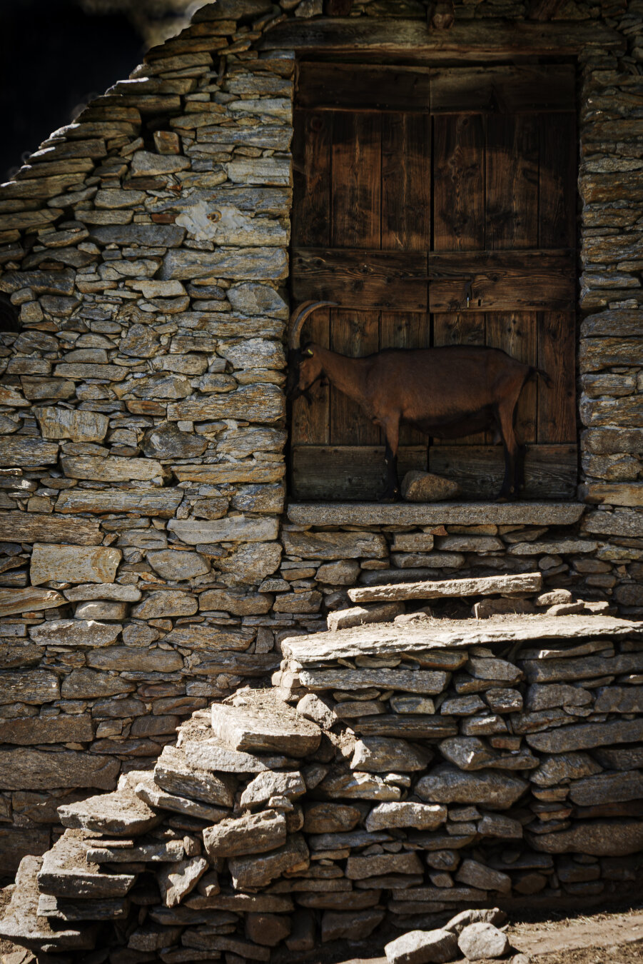 Das Bild zeigt eine rustikale Szene vor einem alten Steinhaus. Im Vordergrund sind einige unebene Steinstufen zu sehen, die zu einem Eingang führen. Der Eingang wird von einer schweren, hölzernen Tür mit sichtbarer Maserung und Patina gebildet. Hinter der Tür ist eine Ziege (wahrscheinlich eine Ziegenart, möglicherweise eine *Capra aegagrus hircus*, also eine Haarzicke) zu sehen, die sich dort versteckt oder ruht. Die Steinmauer des Hauses ist grob und unregelmässig, was dem Bild einen urigen und authentischen Charakter verleiht. Die Farbpalette ist gedämpft, dominiert von Grautönen und Braun, was die Atmosphäre der Szene unterstreicht.