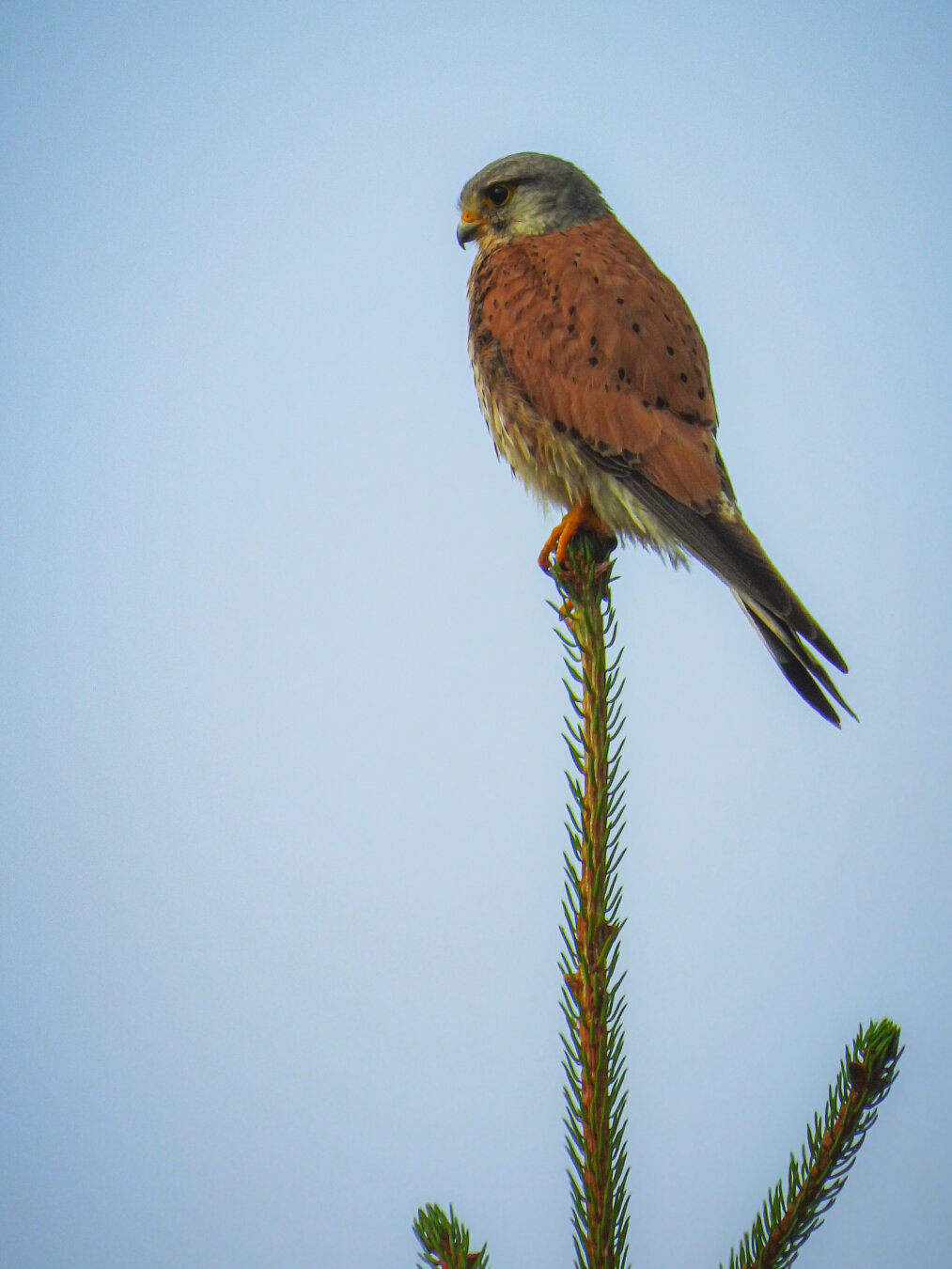 Das Bild zeigt einen Turmfalke (Falco tinnunculus) auf einem einzelnen, grünen Fichtenast. Der Falke sitzt aufrecht, den Kopf leicht gedreht, und blickt nach links. Sein Gefieder ist überwiegend braun mit helleren Unterseiten. Man erkennt deutliche dunkle Bänderung auf Brust und Bauch. Die Flügel sind geschlossen, aber man kann die spitzen Schwungfedern erkennen. Der Ast, auf dem er sitzt, ist ein einzelner Zweig einer Fichte (Picea abies). Der Hintergrund ist ein gleichmässiges, hellblaues Himmel, was den Falken und den Ast hervorhebt.