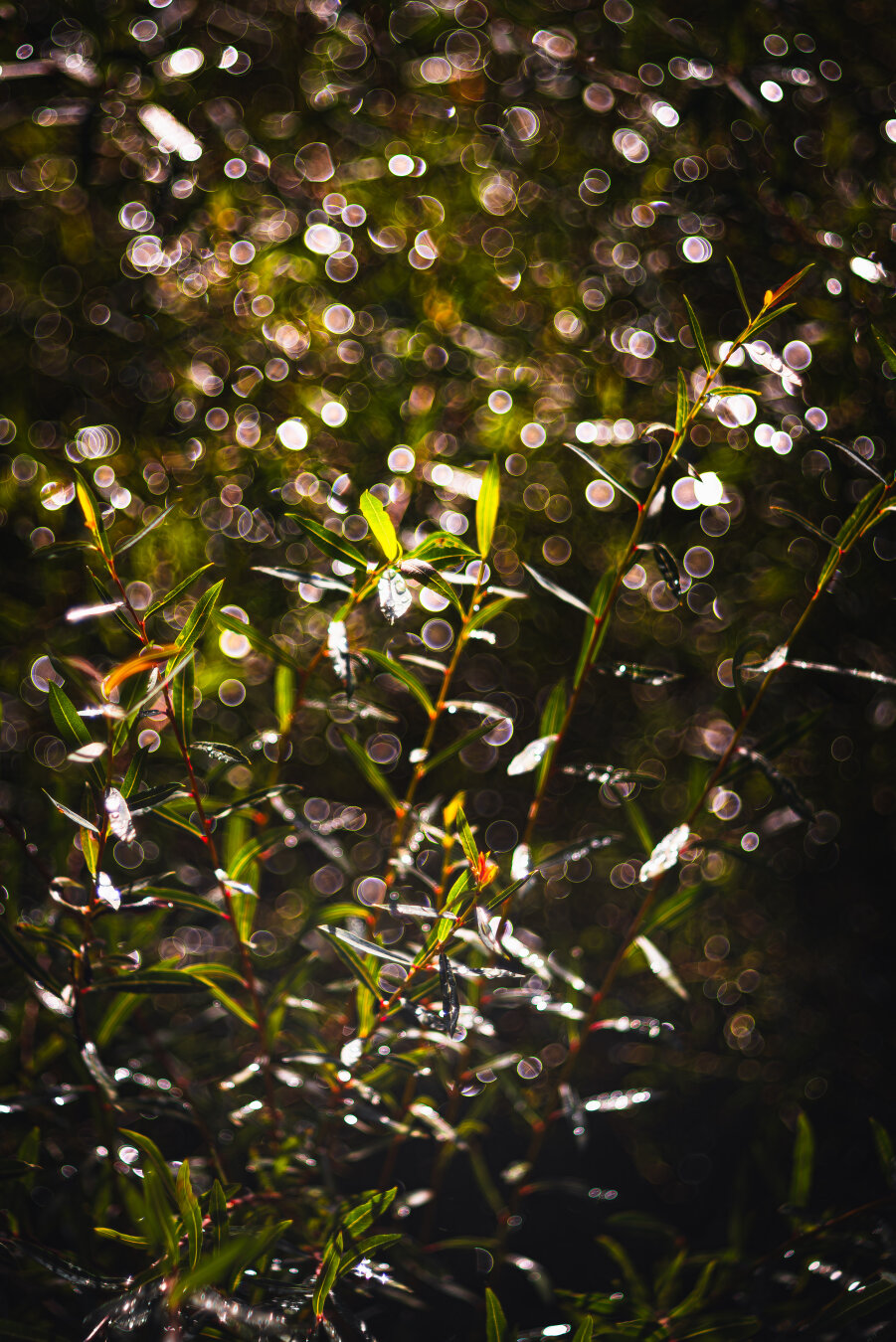 Ein stimmungsvolles Stillleben mit grünen Pflanzen vor einem dunklen Hintergrund. Das Objektiv erzeugt einen Bubble-Bokeh-Effekt, der das Bild mit zahlreichen, weichen Lichtern und Schatten füllt. Die Pflanzen wirken durch den Bokeh-Effekt fast wie leuchtende Akzente.