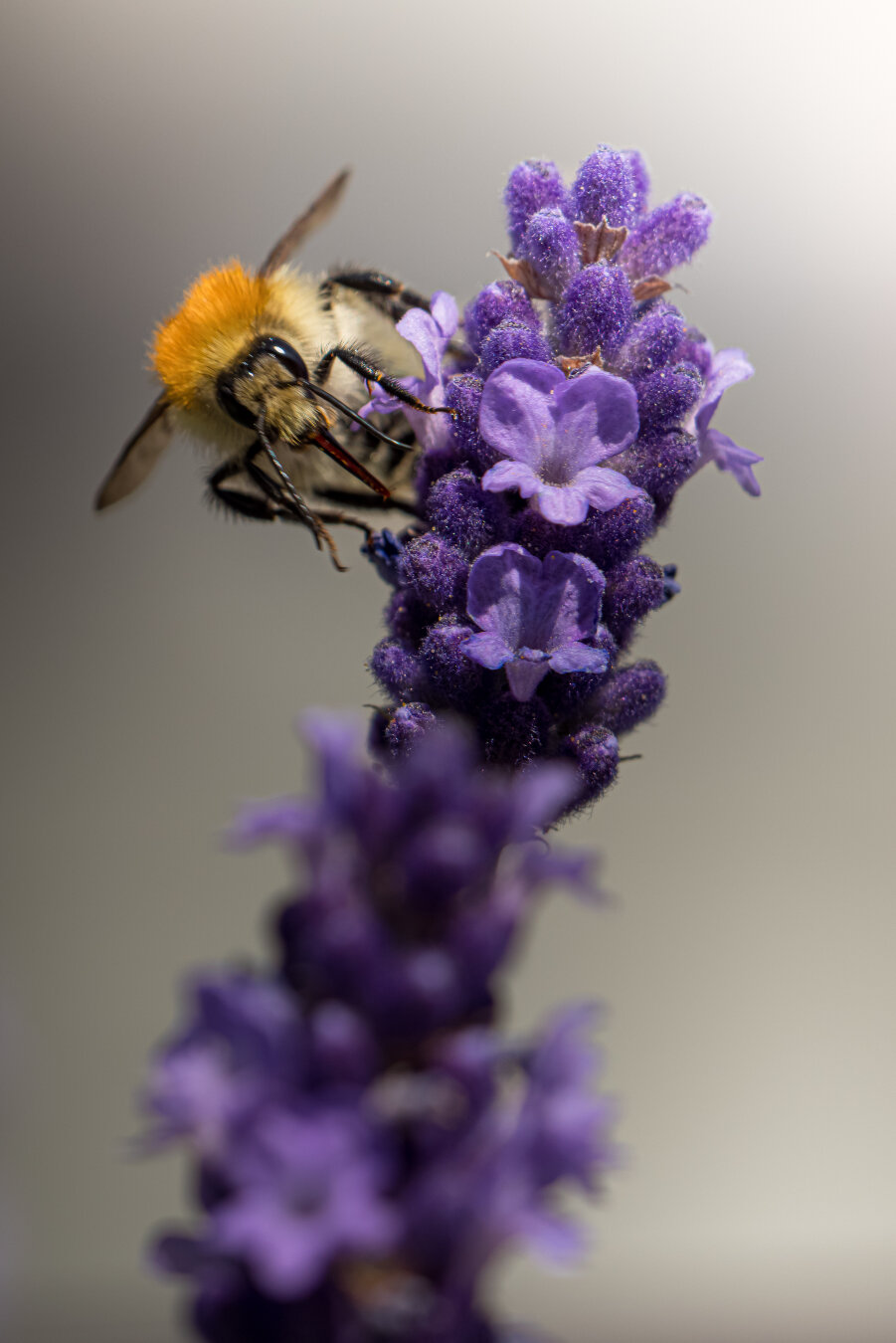 Ein Nahaufnahme-Porträt einer Ackerhummel, die sich auf einem Blütenstand einer Lavendelblüte niederlässt. Die Hummel ist deutlich erkennbar mit ihrem dicken, behaarten Körper und den schwarzen und gelben Streifen. Der Hintergrund ist unscharf und hebt die Hummel und die Lavendelblüte hervor.
