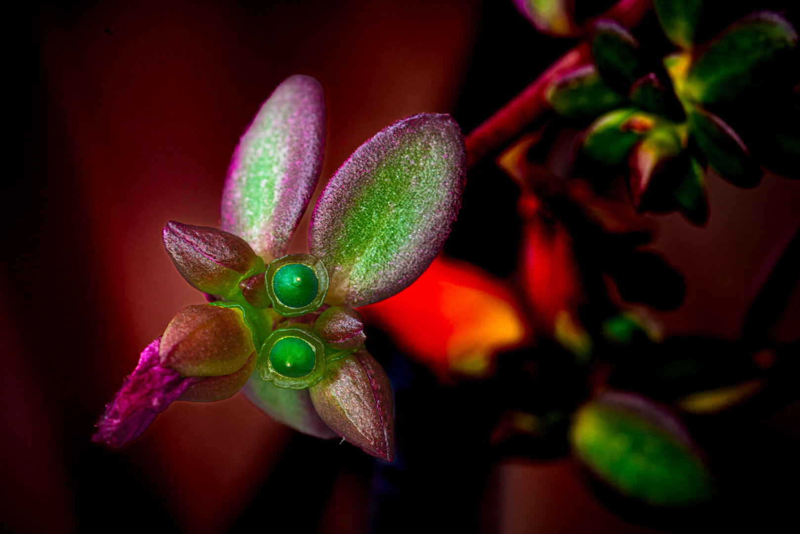 Ein detailreiches, abstraktes Foto einer jungen Portulak-Blüte. Die Blüte ist in einem intensiven Rot- und Grünton gehalten und wirkt fast surreal. Die Form der Blüte ist ungewöhnlich und fesselt den Blick. Der Hintergrund ist dunkel und verschwommen, was die Blüte noch mehr hervorhebt. Die Aufnahme wirkt frech und verspielt.