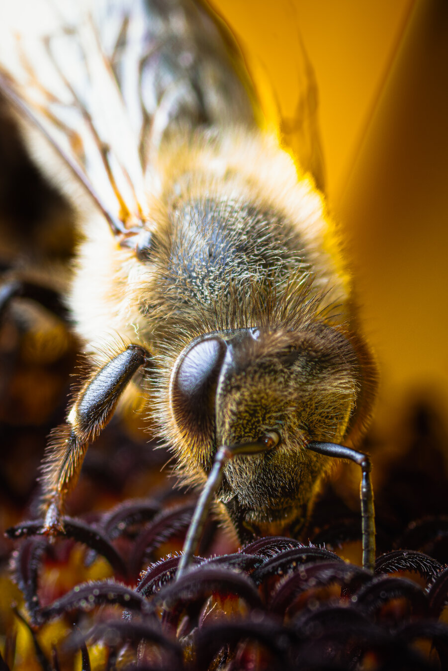 Das Makrofoto zeigt eine Biene in Nahaufnahme. Der Fokus liegt auf dem Vorderkörper der Biene, wobei die feinen Haare und die segmentierte Struktur deutlich sichtbar sind. Die Beine der Biene sind kräftig und mit kleinen Haken versehen, die ihr das Klettern auf Blüten ermöglichen. Der Hintergrund ist unscharf und besteht aus dunklen, organischen Strukturen, Teile einer Sonnenblume. Die Beleuchtung ist warm und golden, was die Textur der Biene und die Farben der Blütenpartikel hervorhebt. Die Biene scheint sich auf einer Blütenstruktur zu befinden, möglicherweise auf einem Stempel oder einer Narbe.