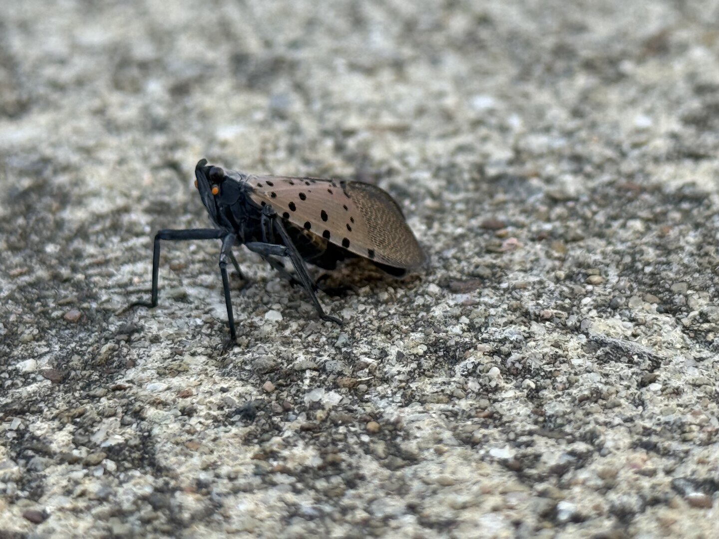Macro photo of a spotted lanternfly