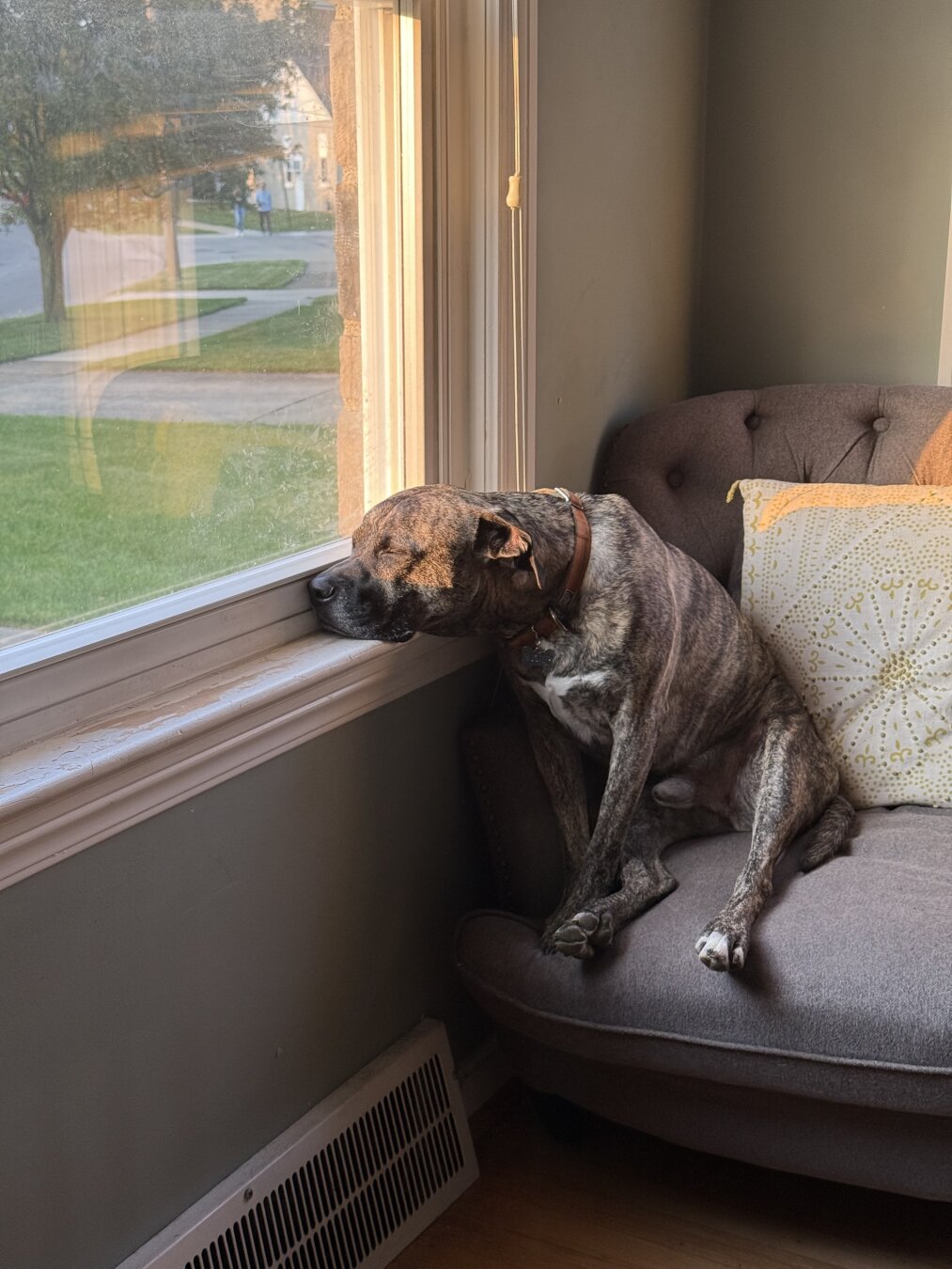A brindle pitbull mix sitting plopped down on a chair next to a window with his head resting on the window sill as though he is looking out the window, except he is napping.