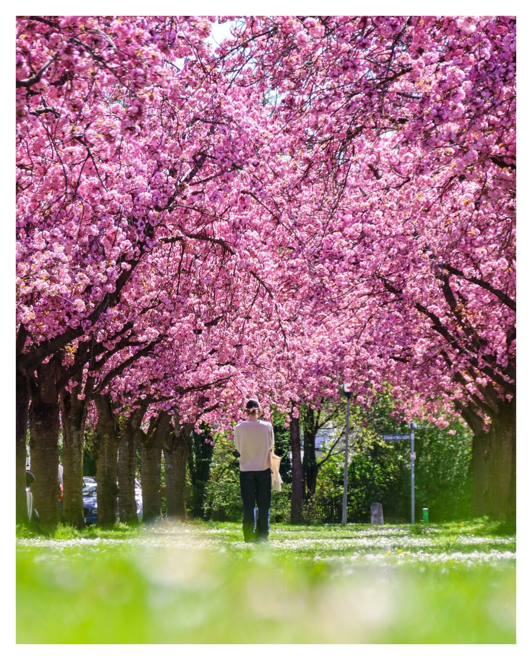 #kirschblüten #frühling #spring #cherryblossom