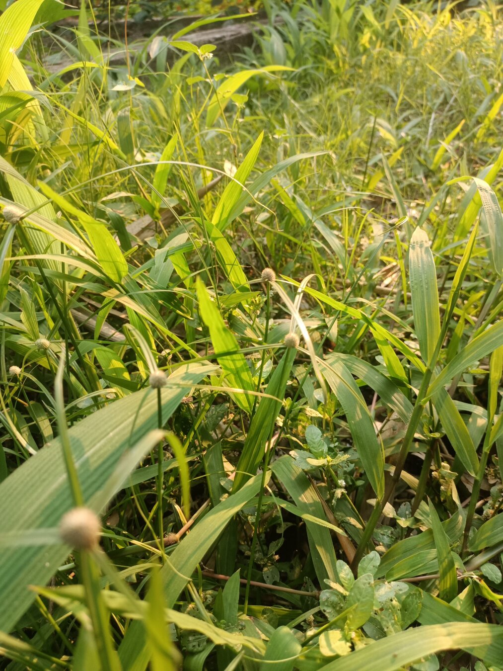 a unknown flower in the bush