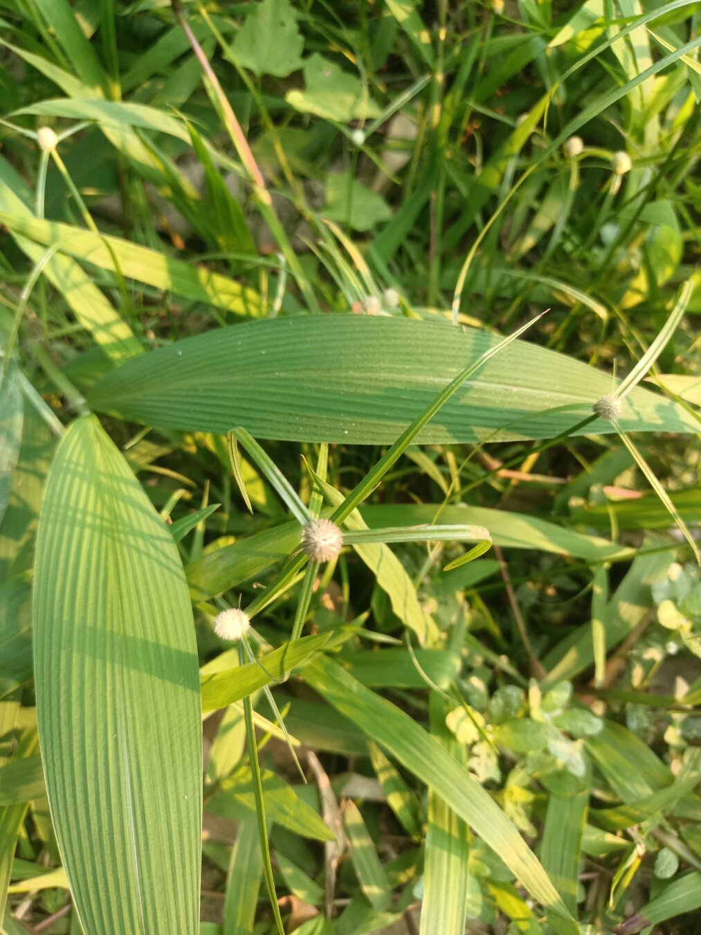 a unknown flower in the bush