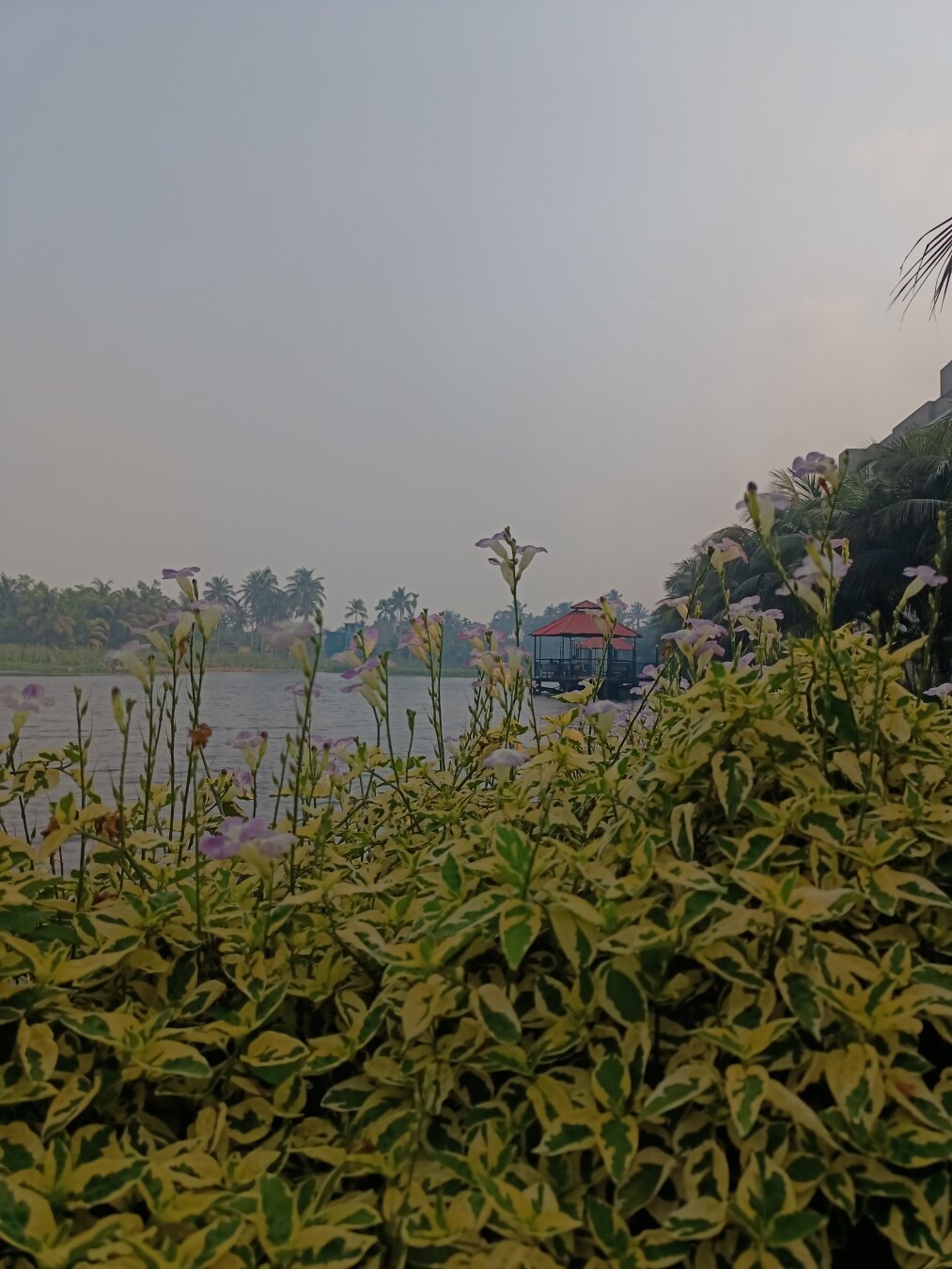 picture of a lake from a garden