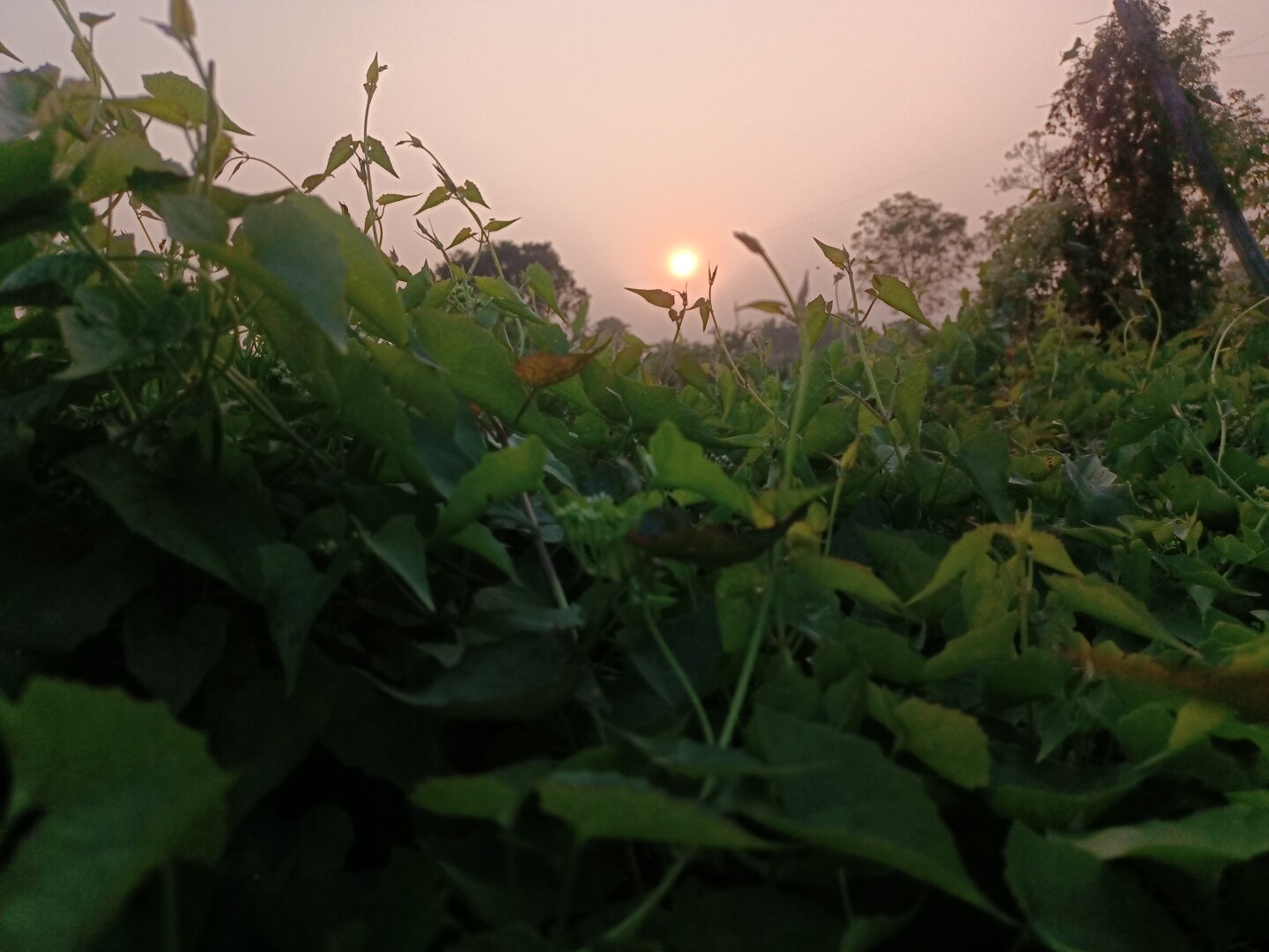 view of sunset through green jungle