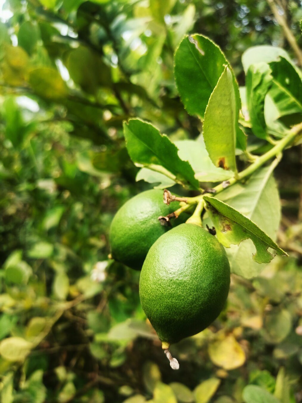 two beautiful lemons in my garden