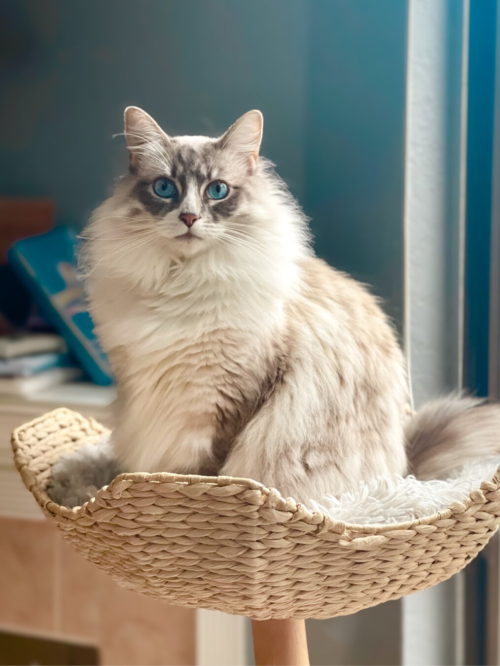A picture of a fluffy white and brown cat with bright blue eyes standing in a basket cat tree staring straight at the camera.