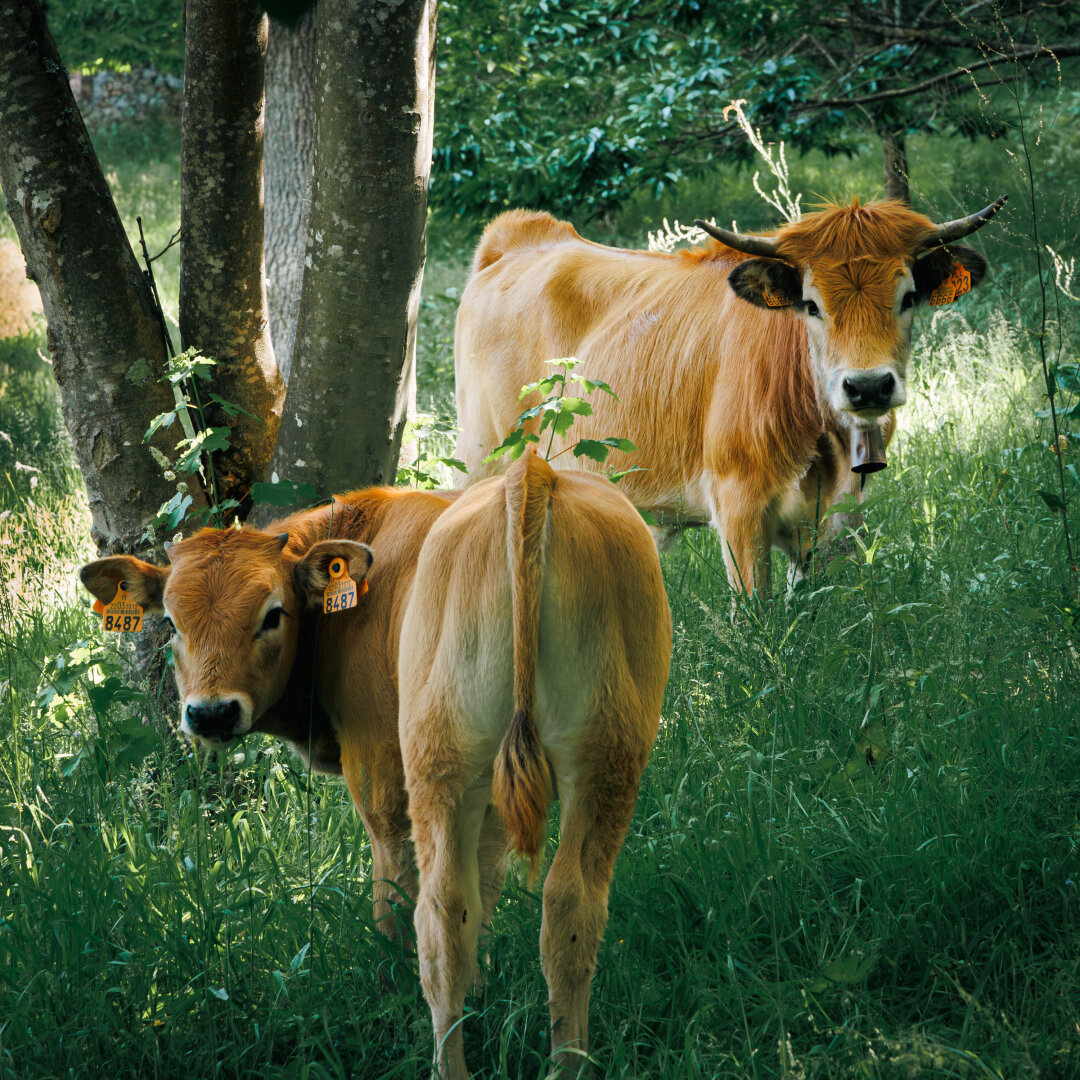 A pair of light brown and white cows looking at the camera, one with a bell around its neck. Both surrounded by green grass.