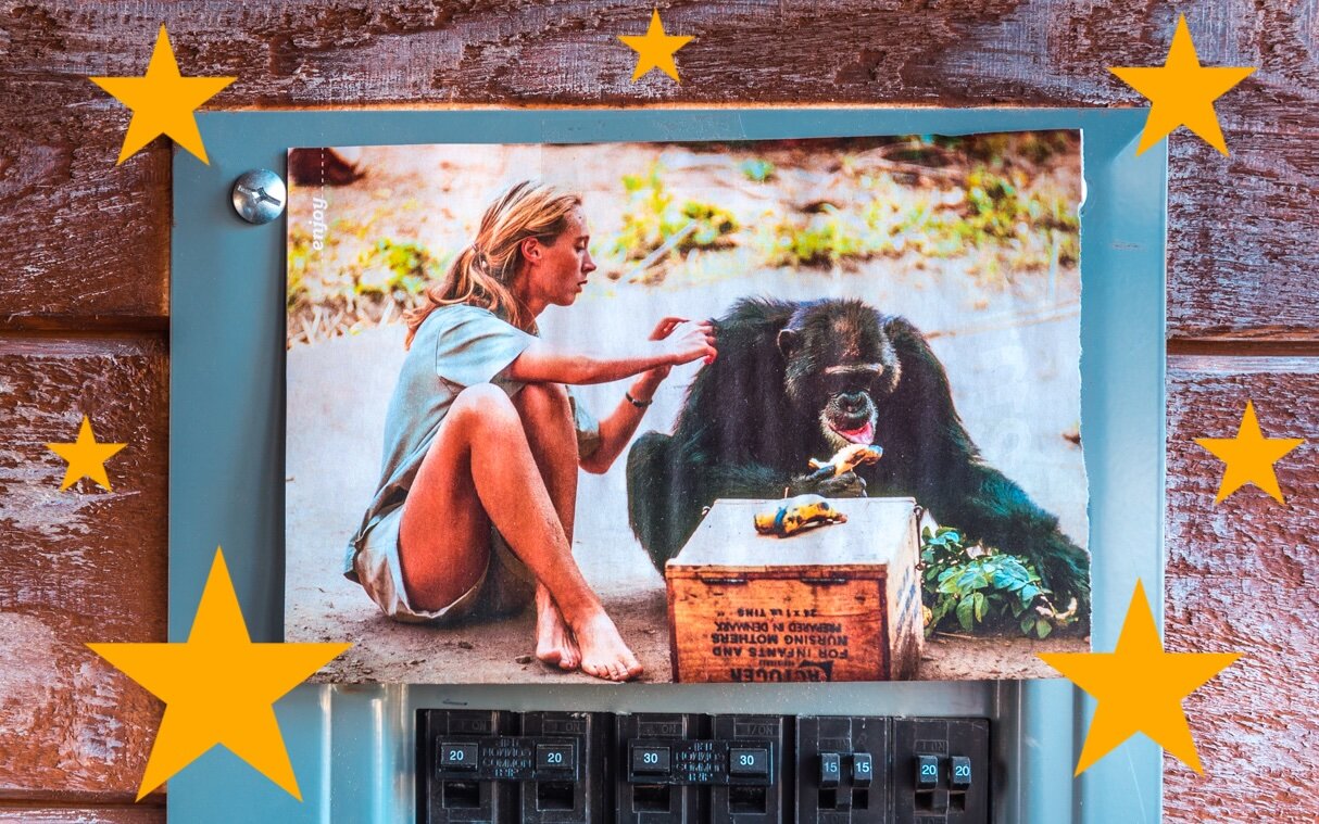A photo of Jane Goodall with one of the chimpanzees from her long-term study in Tanzania, which was taken for National Geographic Magazine by Hugo von Lawick, who later became Jane’s husband. Cornelia has always loved this photo and has it up on the wall by her desk.