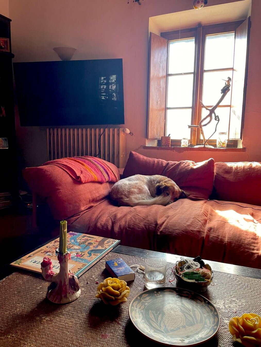 Cornelia's dog Jake on the sofa