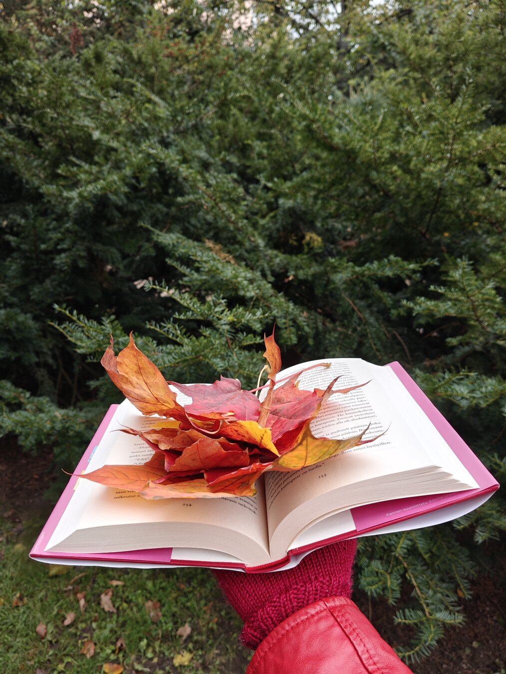 Kuvassa punaiseen neulesormikkaaseen verhoiltu käsi pitelee avonaista kirjaa tummanvihreitä koristehavupuita vasten. Kirjan aukeamalla on oranssinpunaisia ruskavärisiä vaahteranlehtiä.