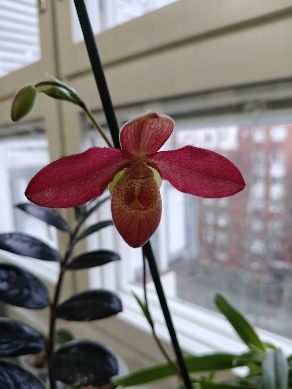 Phragmipedium hybrid Memoria Dick Clements opening a red flower.