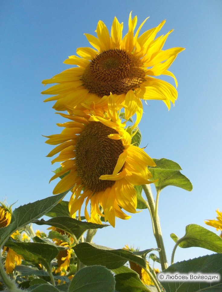 Подсолнухи в поле