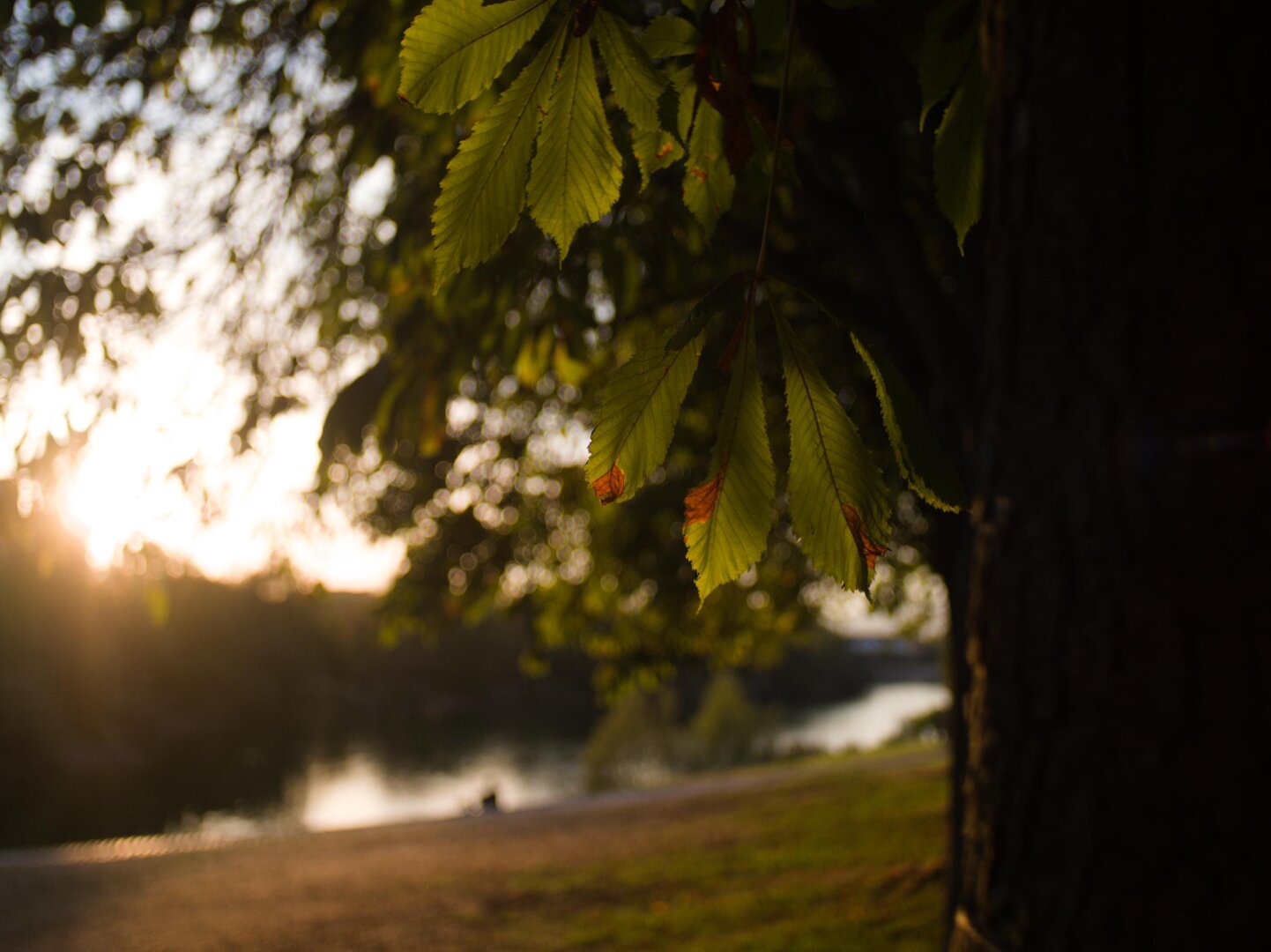 Golden hour treescape