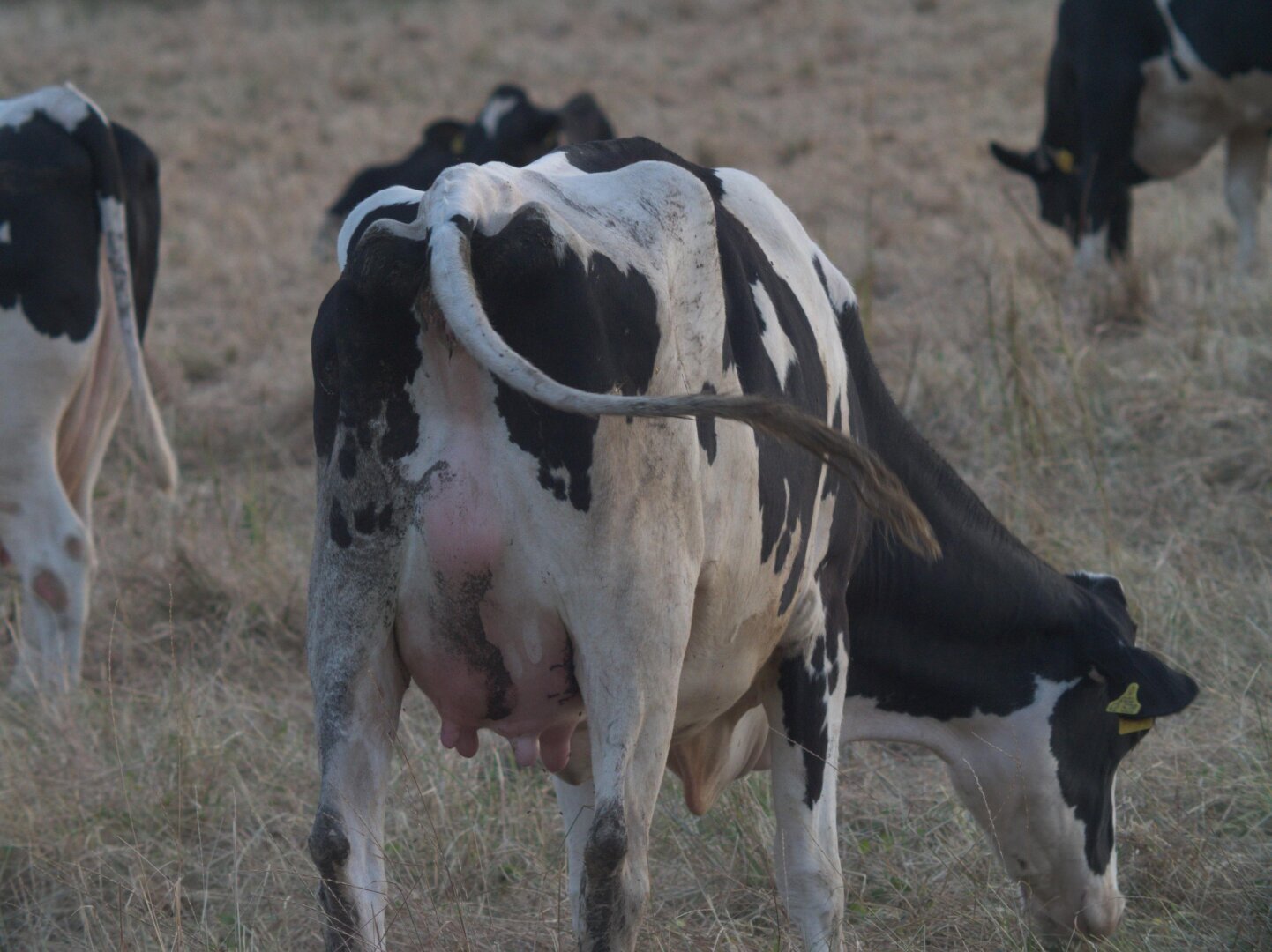 Backside of a cow