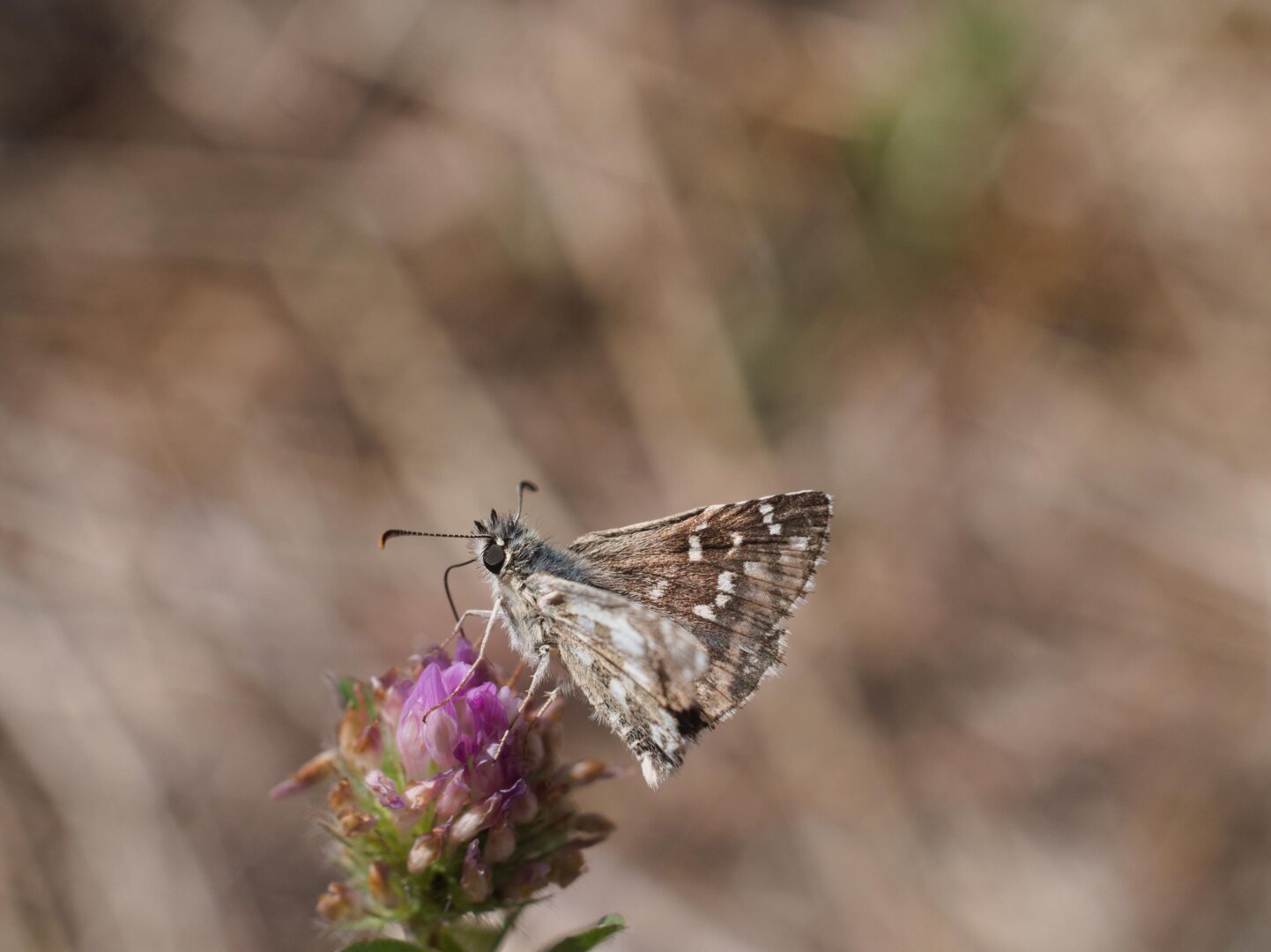macro of butterfly on clover