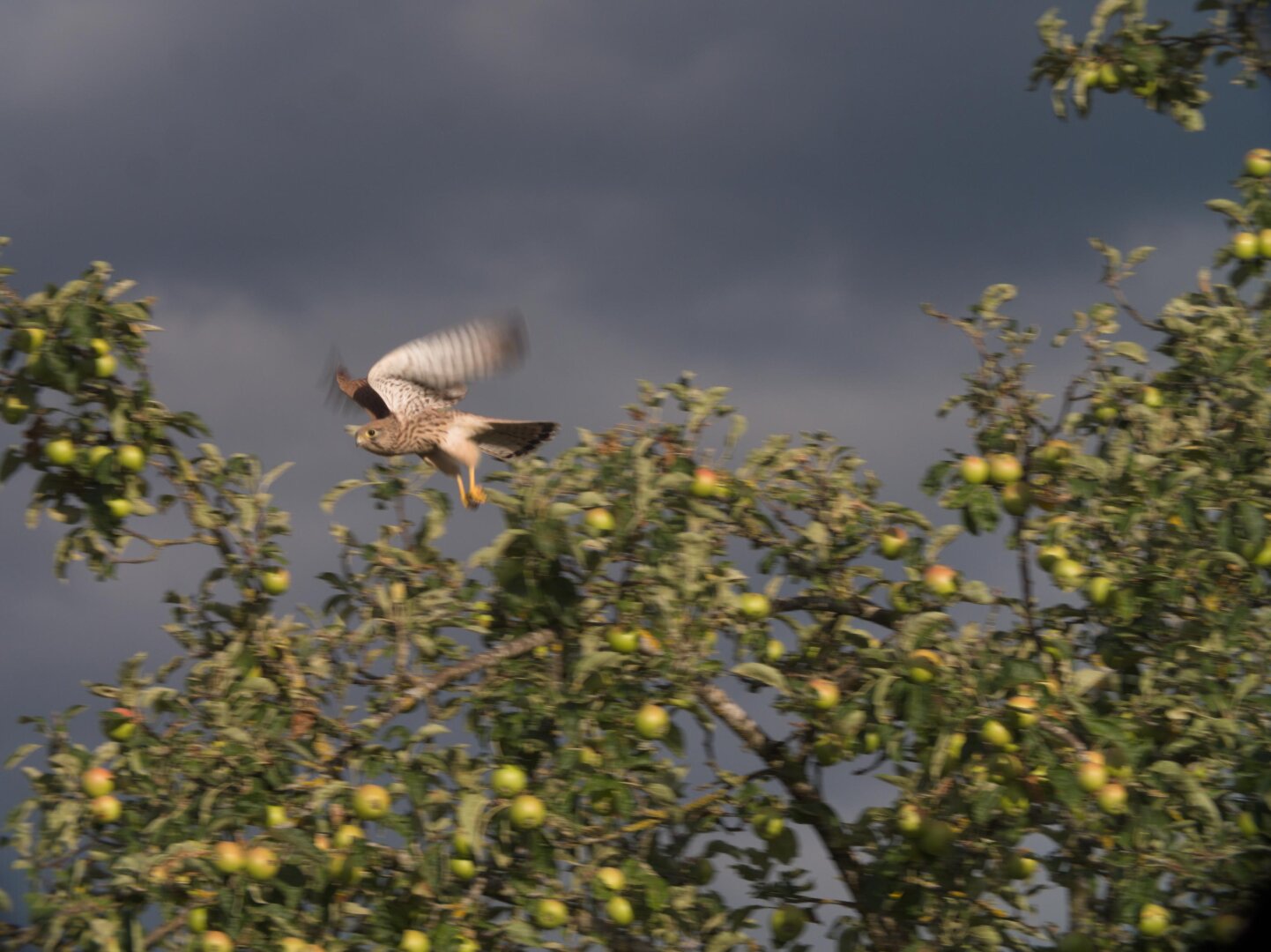 Falkon starting to fly