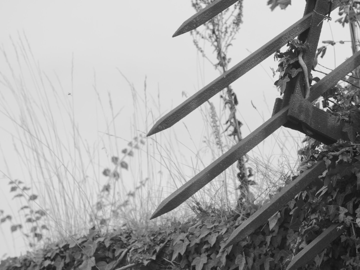 BW pictures of spikes comming out of an ivery bedecked wall