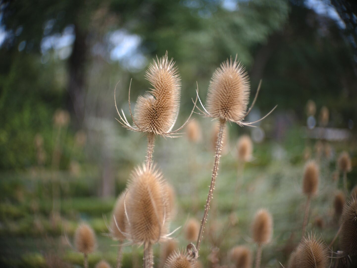 Swiely Plant closeup