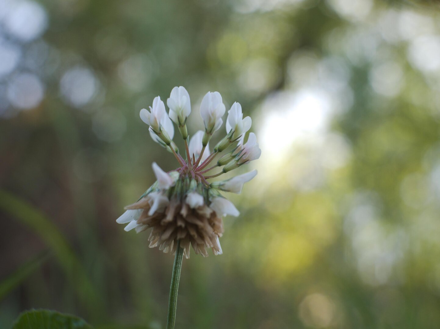 Macro of clover