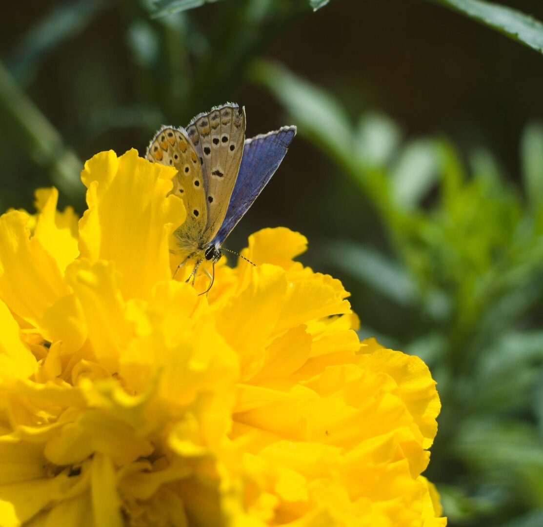 Closeup of a purple butterfly on a yellow flower
