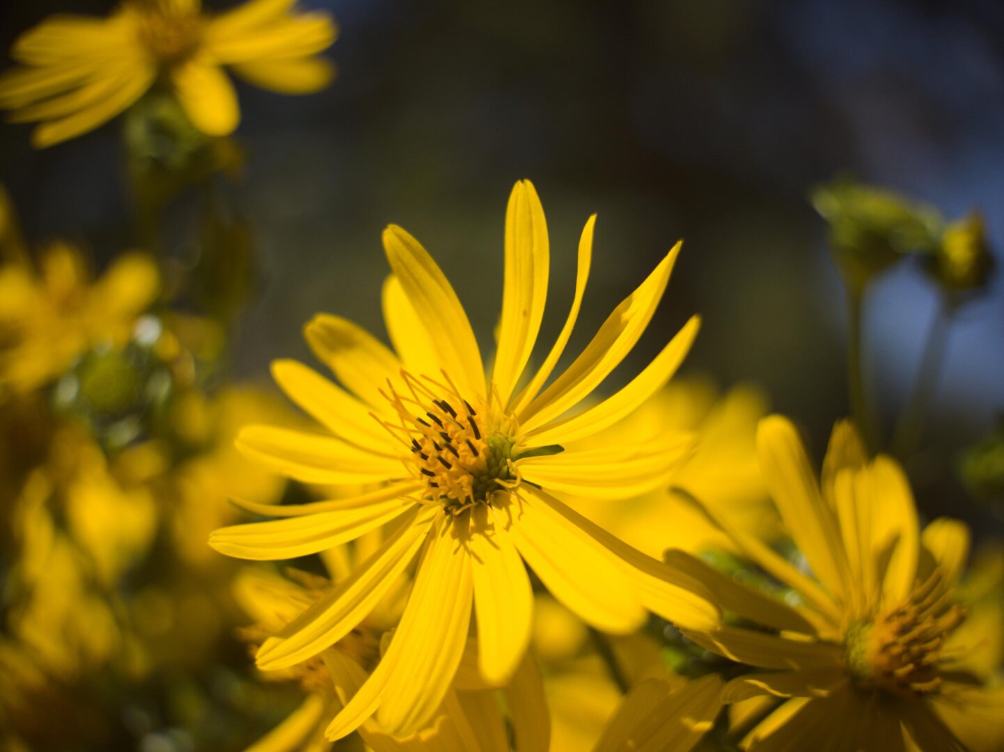 Closeup of a yellow flower