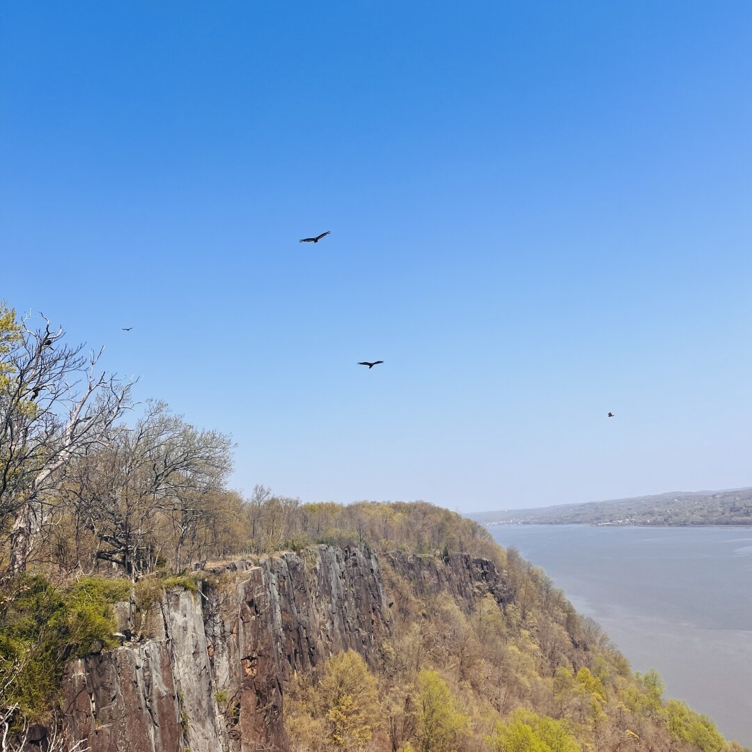 Vultures fly in a blue sky over mostly bare cliffs and the Hudson River