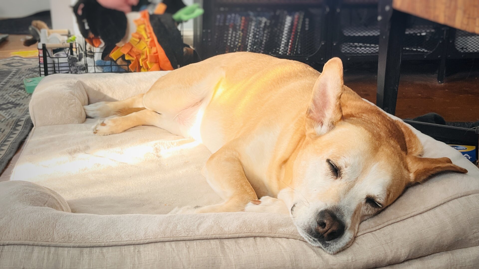 A boxsky with big ears and tan fur lays in a sunbeam on a cushy tan bed
