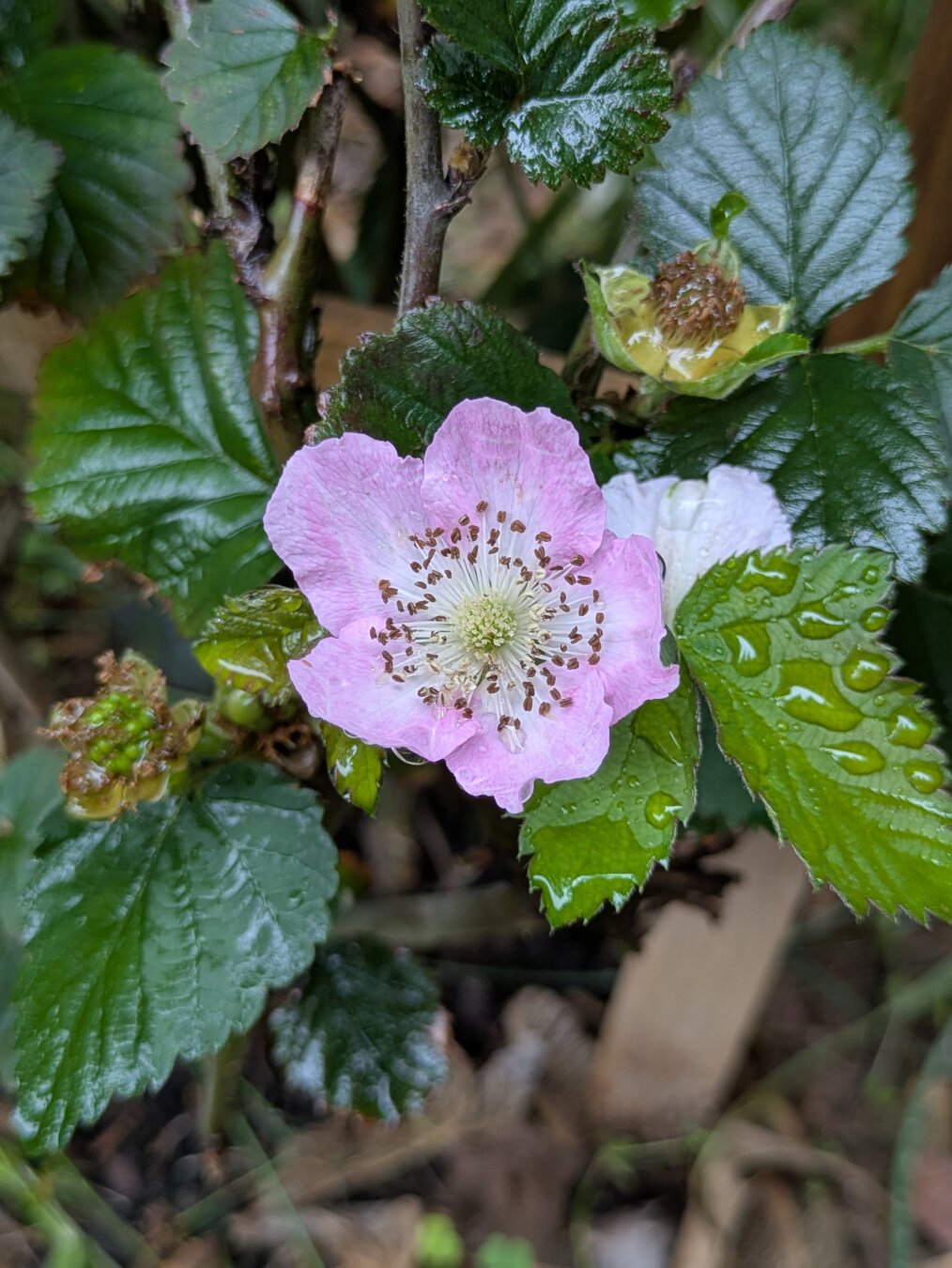 #bloomscrolling #blackberry