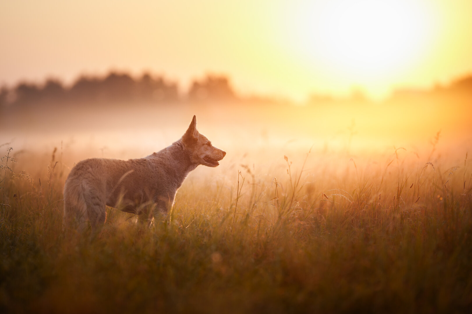 dog in a field with fog in front of sunrise