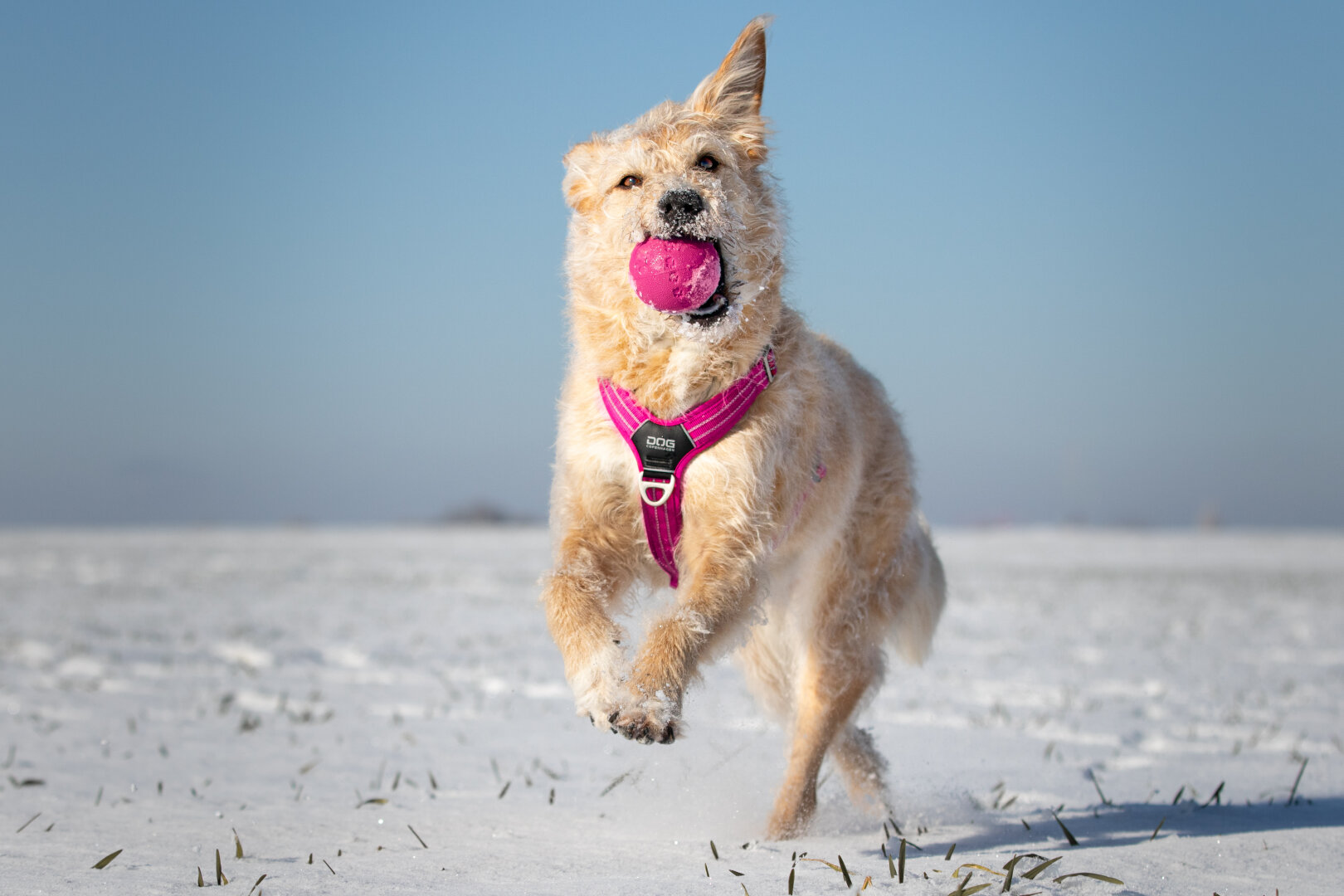 a blond wire haired dog runs through a snow landscape with a pink Ball in her mouth. The Sky is blue