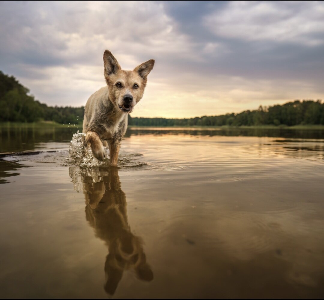 Blonder Hund läuft im See vor einem Sonnenuntergang