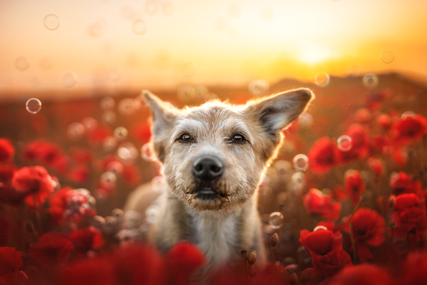 blond mixed breed dog in poppy field with sunset and some soap bubbles