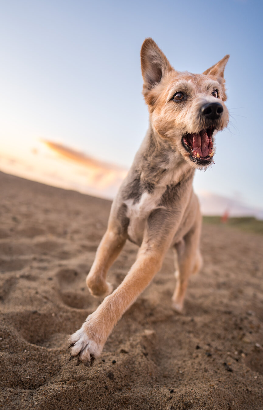 running senior dog at the beach with a super happy face. she has blond shortish fur which is super fluffy but. the sunset is behind her
