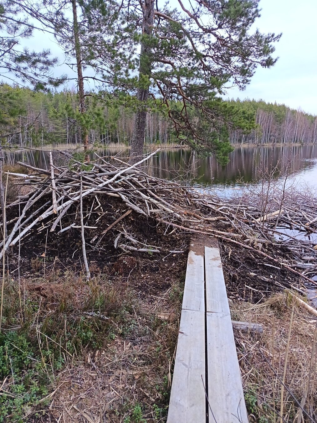 #hämeenlinna #finland #nature #beaver