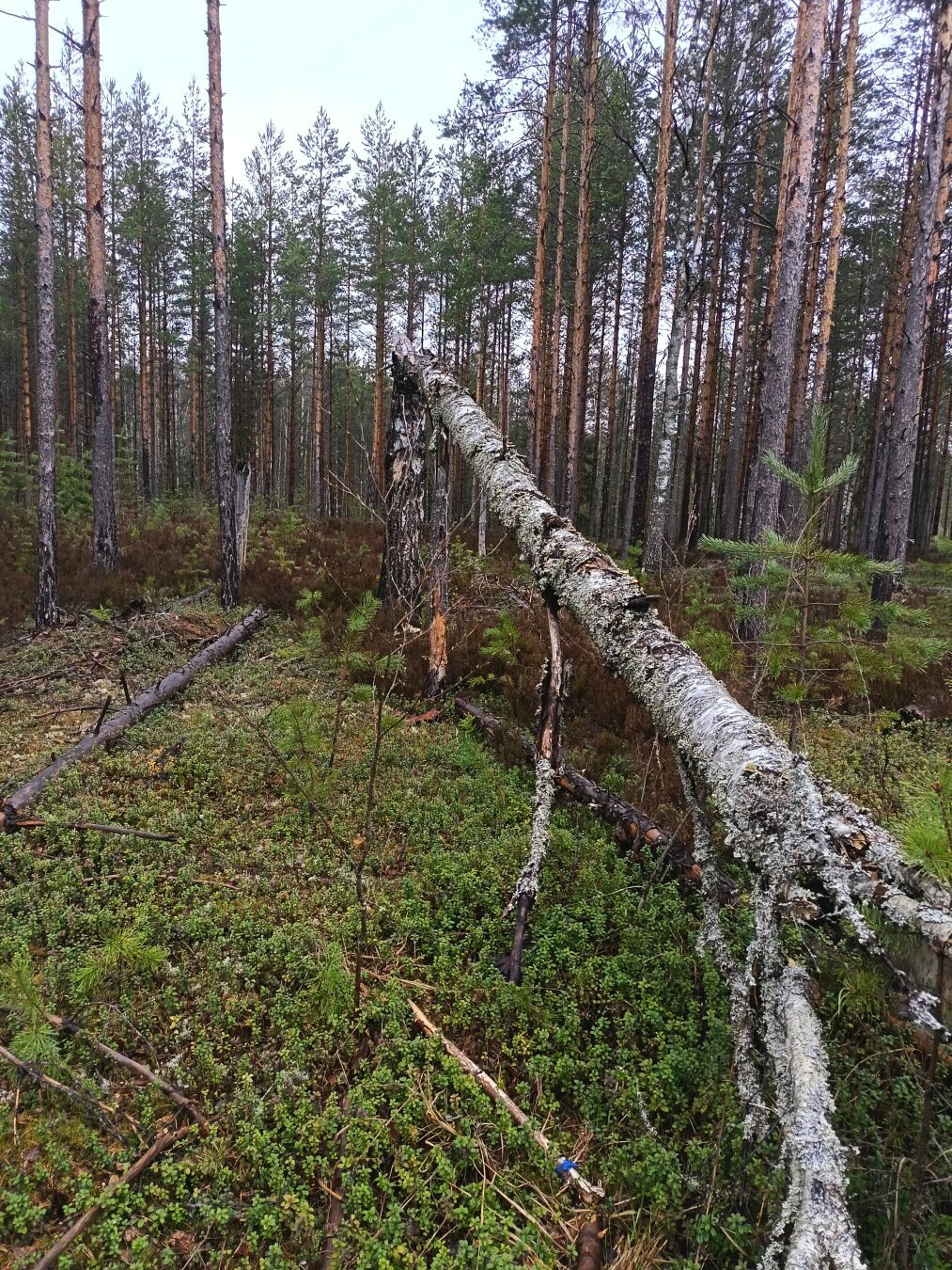 #trees #nature #hämeenlinna #finland