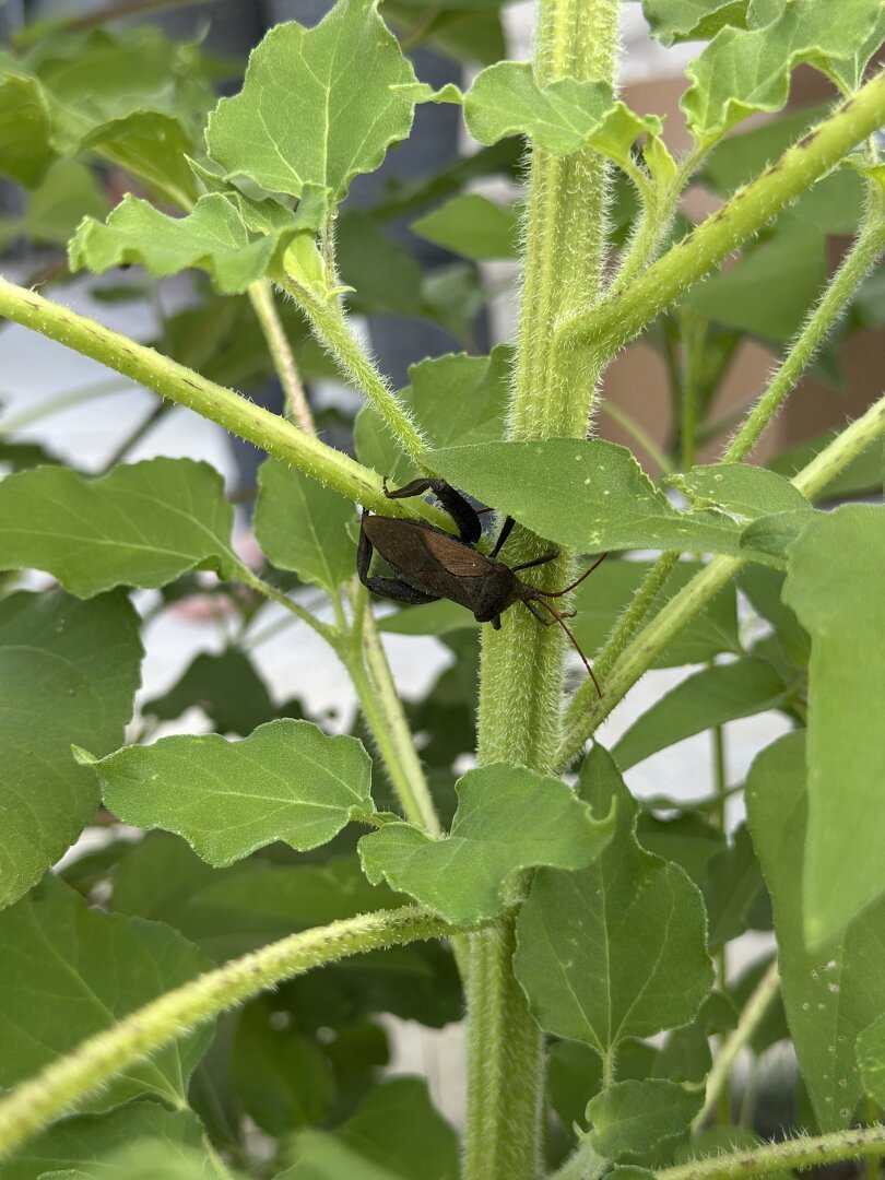 Alt text: A close-up image of a brown insect, possibly a shield bug, resting on a green plant stem. The plant has fuzzy stems and broad green leaves. The background is slightly blurred, showing more foliage and hints of a structure. Let me know if you'd like any adjustments!