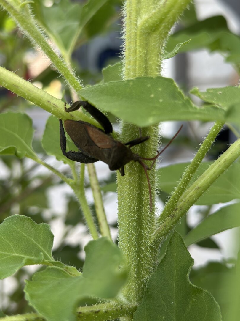 Alt text: A close-up image of a brown insect, possibly a shield bug, resting on a green plant stem. The plant has fuzzy stems and broad green leaves. The background is slightly blurred, showing more foliage and hints of a structure. Let me know if you'd like any adjustments!