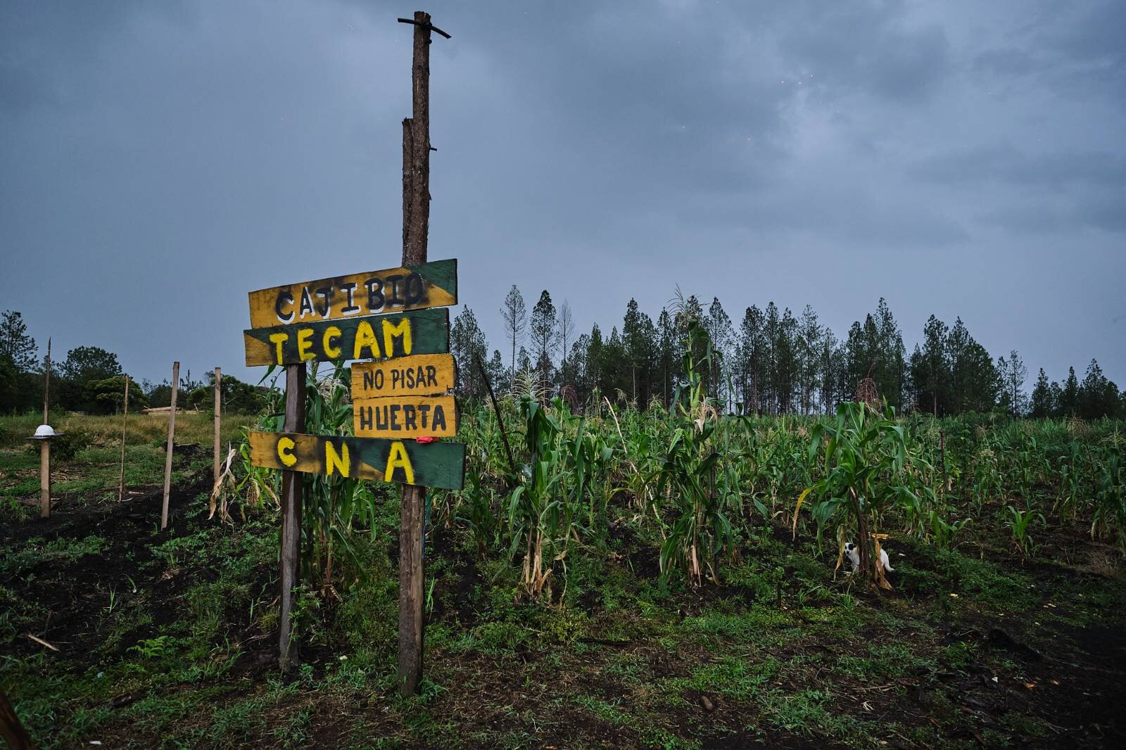 XRI stands in solidarity with land and environment defenders in Colombia challenging the Irish/US multinational Smurfit Westrock and decades of damaging extractive activities affecting biodiversity, contaminating water sources and violating human rights in Cauca, Colombia.

As an international movement fighting against biodiversity loss, ecological breakdown and social collapse, we demand justice for communities whose access to food sovereignty through sustainable agriculture has been prevented by Smurfit.