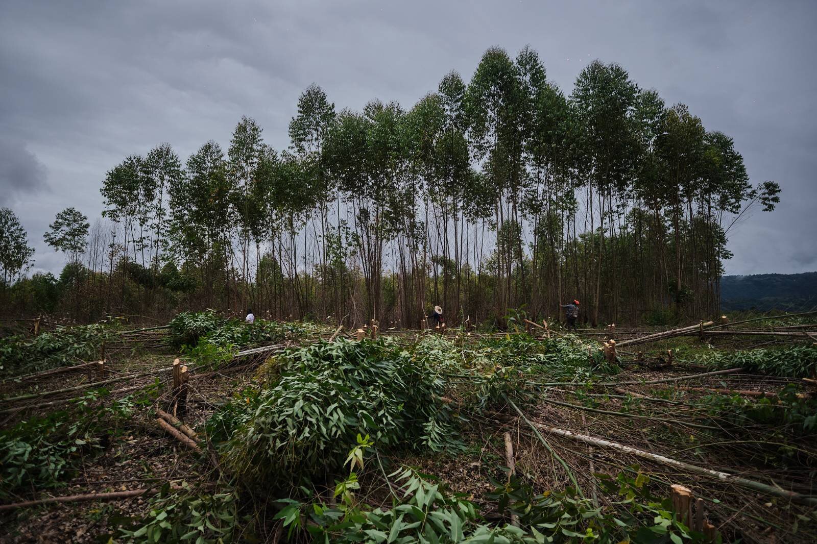 XRI stands in solidarity with land and environment defenders in Colombia challenging the Irish/US multinational Smurfit Westrock and decades of damaging extractive activities affecting biodiversity, contaminating water sources and violating human rights in Cauca, Colombia.

As an international movement fighting against biodiversity loss, ecological breakdown and social collapse, we demand justice for communities whose access to food sovereignty through sustainable agriculture has been prevented by Smurfit.