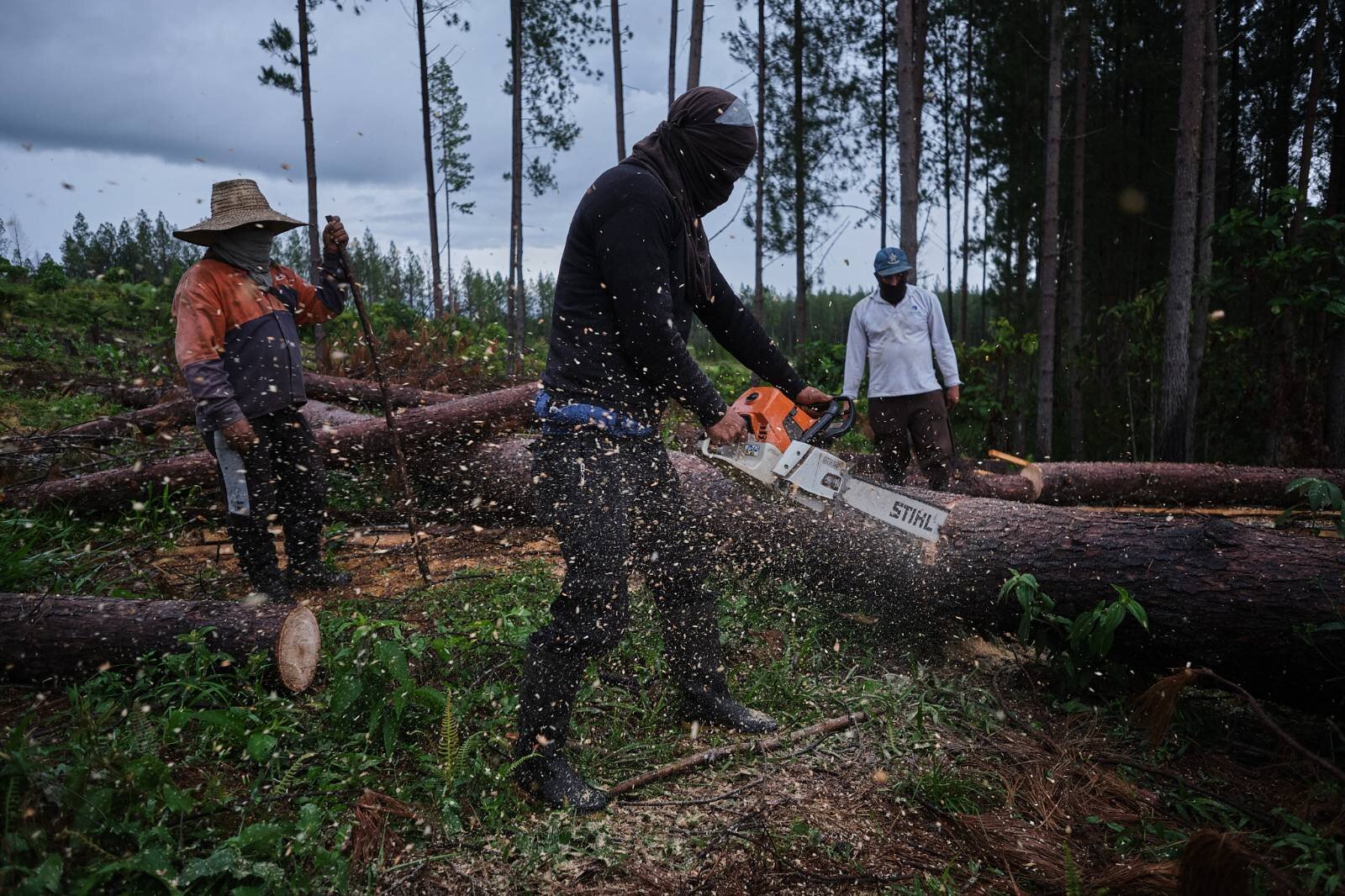 XRI stands in solidarity with land and environment defenders in Colombia challenging the Irish/US multinational Smurfit Westrock and decades of damaging extractive activities affecting biodiversity, contaminating water sources and violating human rights in Cauca, Colombia.

As an international movement fighting against biodiversity loss, ecological breakdown and social collapse, we demand justice for communities whose access to food sovereignty through sustainable agriculture has been prevented by Smurfit.