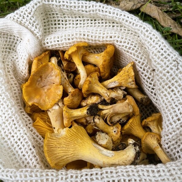 A white linen net placed on a forest ground with brownish leaves. It's holding chanterelle mushrooms that were recently picked.