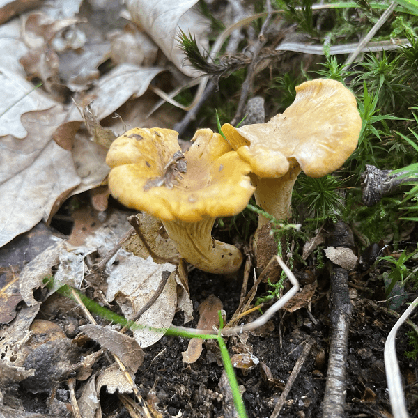 A small cluster of chanterelle mushrooms peeking through brown leaves in a forest next to a patch of green moss.