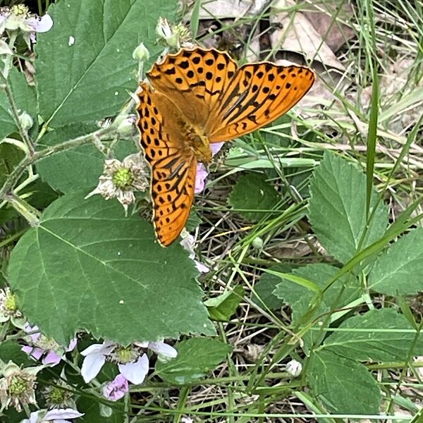 An orange butterfly sits on a leaf.